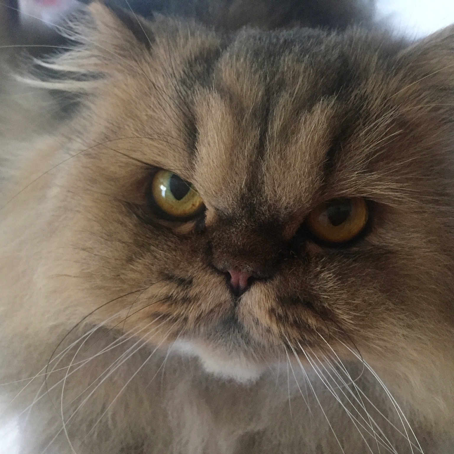 Grumpy Edward