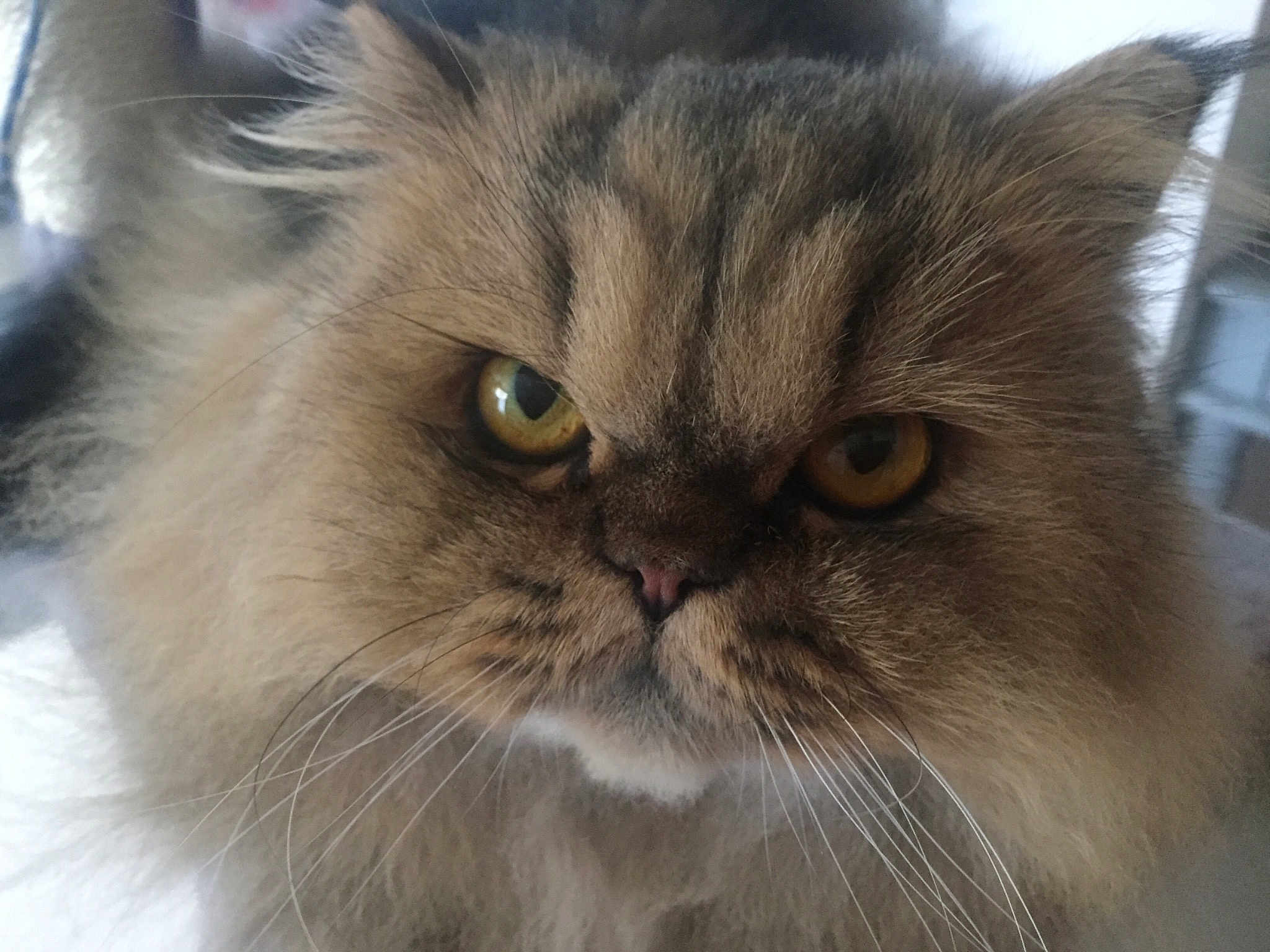 Grumpy Edward