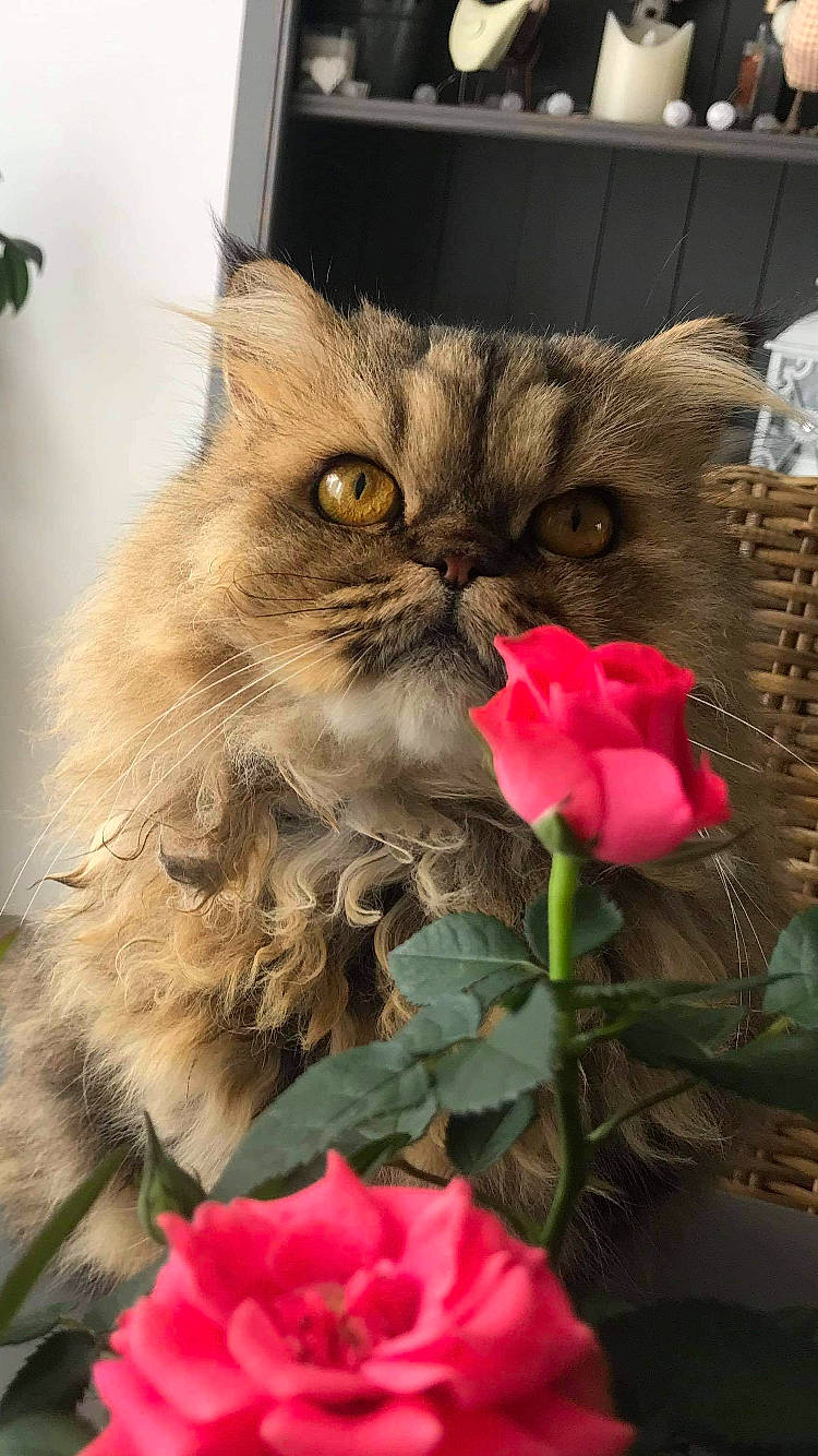 Grumpy Edward a rejoint le concours — aidez-le/la à gagner de superbes lots ! british_longhair, british_semi_longhair, carnivore, cat, domestic_long_haired_cat, european_shorthair, felidae, flower, fur, kitten, norwegian_forest_cat, persian, petal, plant, rose, rose_family, small_to_medium_sized_cats, snout, whiskers