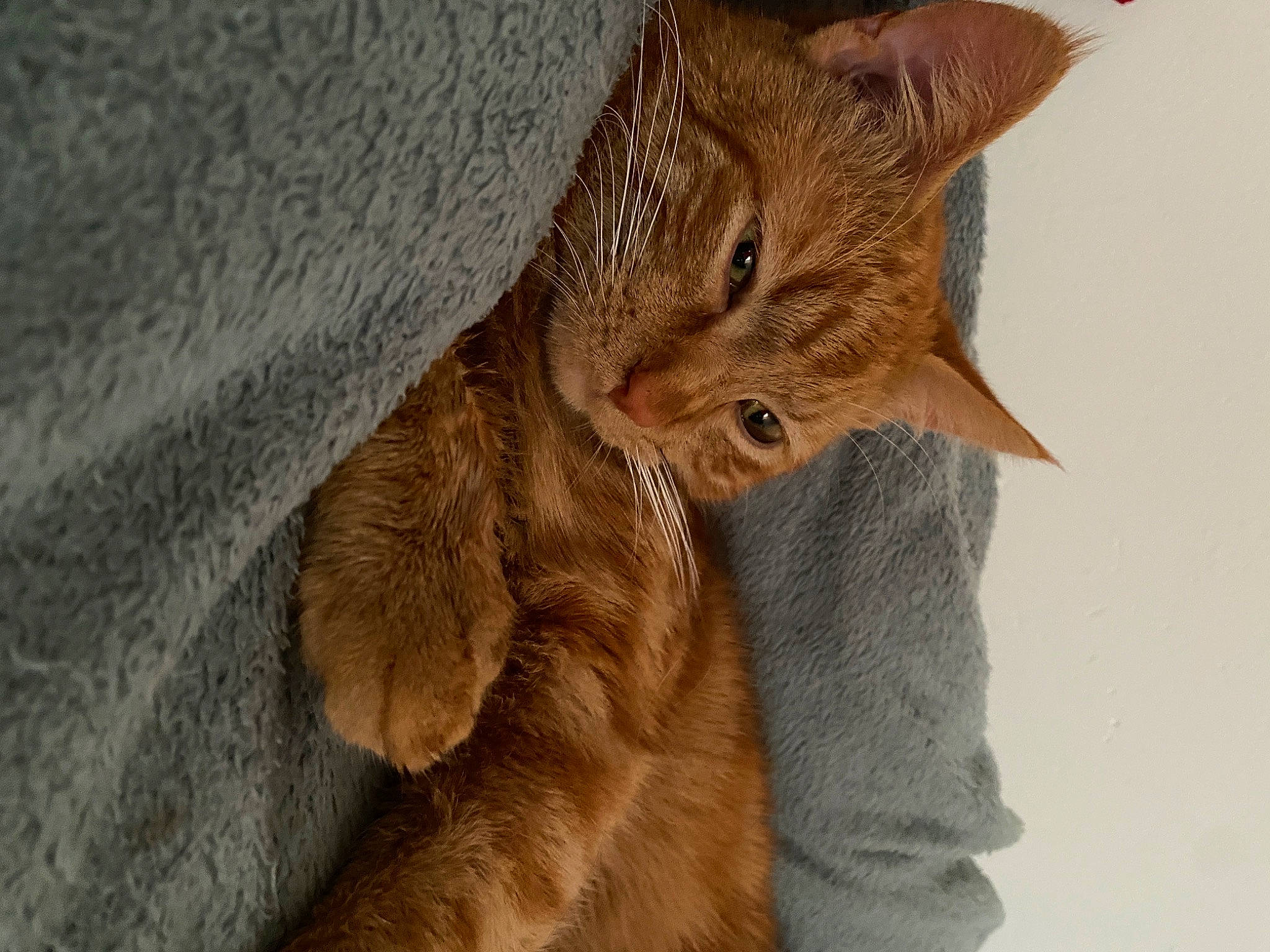 Eliot a rejoint le concours — aidez-le/la à gagner de superbes lots ! canidae, carnivore, cat, claw, dog_breed, domestic_short_haired_cat, eye, fawn, felidae, fur, liver, paw, small_to_medium_sized_cats, snout, tail, terrestrial_animal, whiskers, wildlife, wood