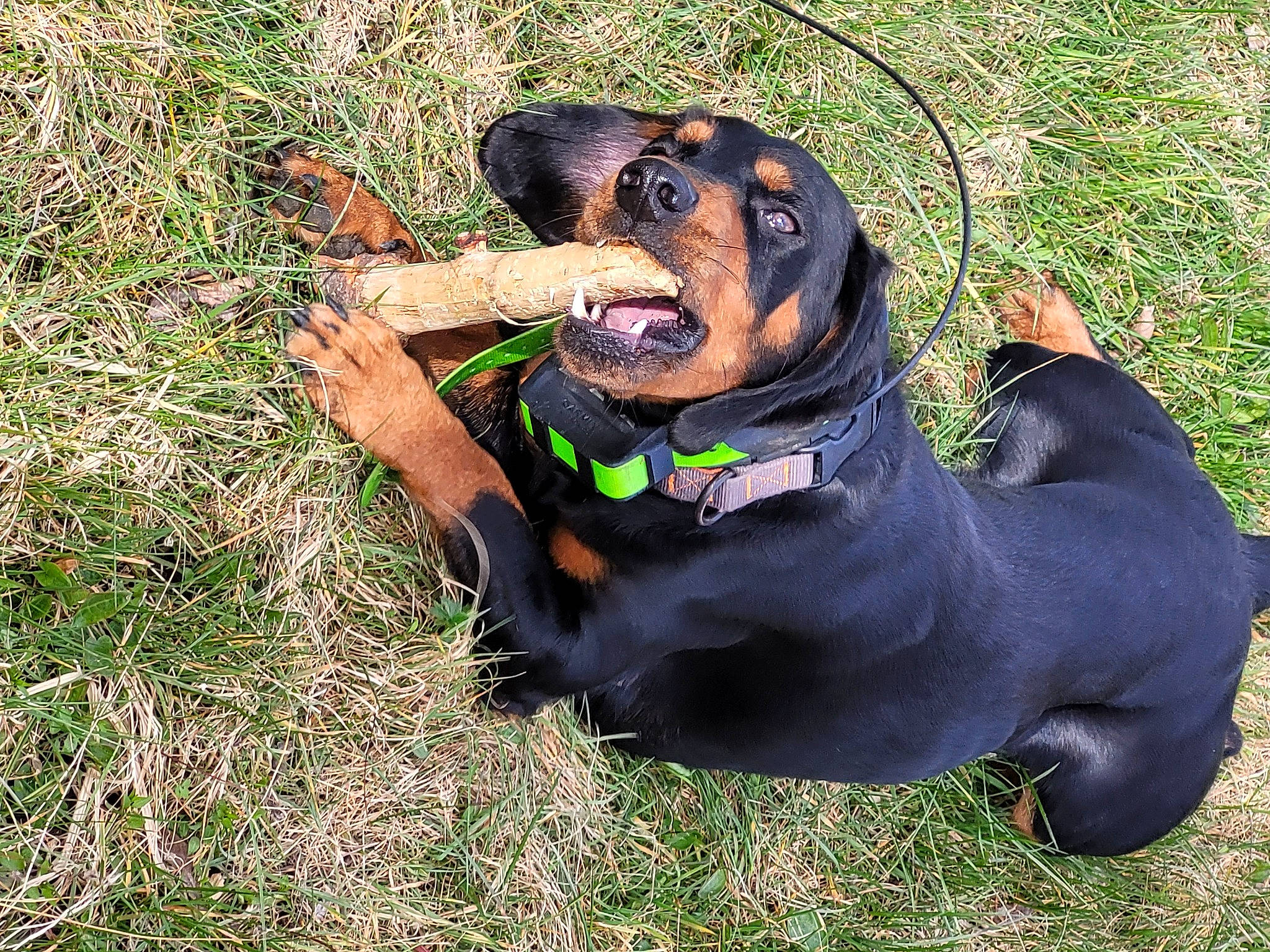 Oxo participe au concours pour gagner de l'argent avec cette photo : canidae, carnivore, collar, companion_dog, dog, dog_breed, dog_collar, dog_supply, fashion_accessory, grass, guard_dog, hound, liver, personal_protective_equipment, pet_supply, snout, sporting_group, terrestrial_animal, working_animal, working_dog