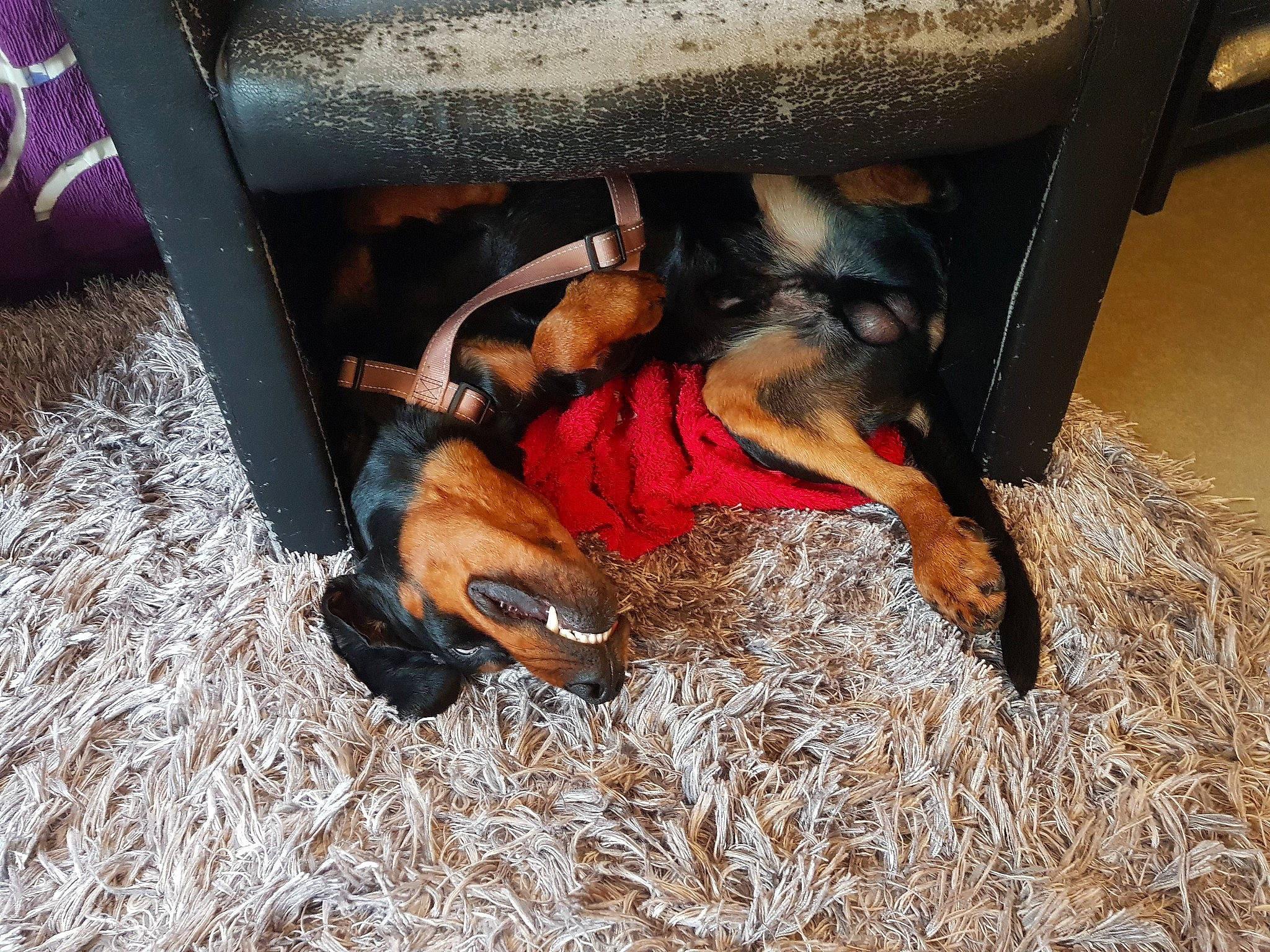 Oxo a rejoint le concours — aidez-le/la à gagner de superbes lots ! canidae, carnivore, comfort, companion_dog, dog, dog_breed, dog_supply, fawn, fender, fur, grass, guard_dog, montenegrin_mountain_hound, pet_supply, pinscher, prazsky_krysarik, snout, sporting_group, working_animal, working_dog