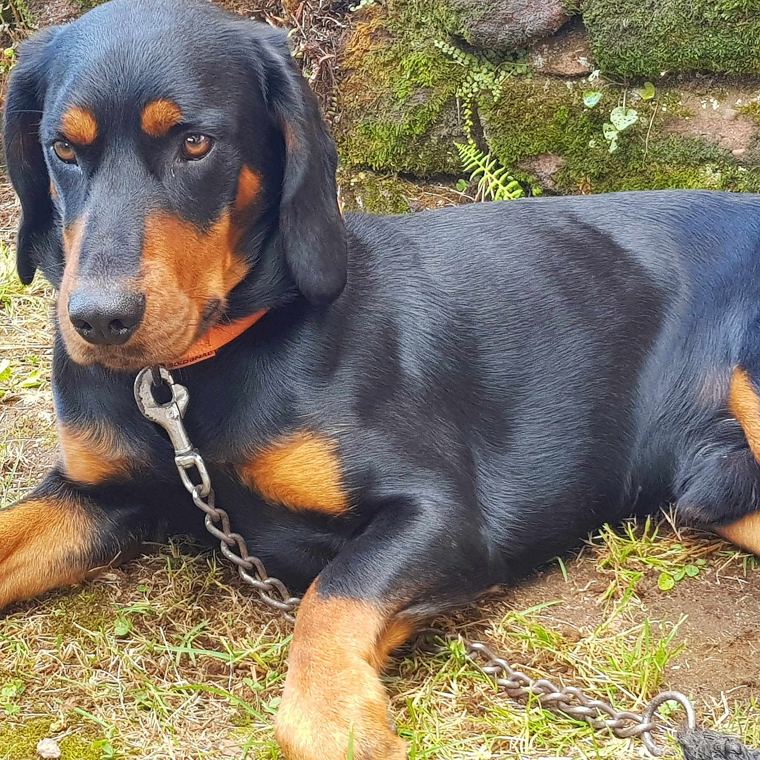 Oxo