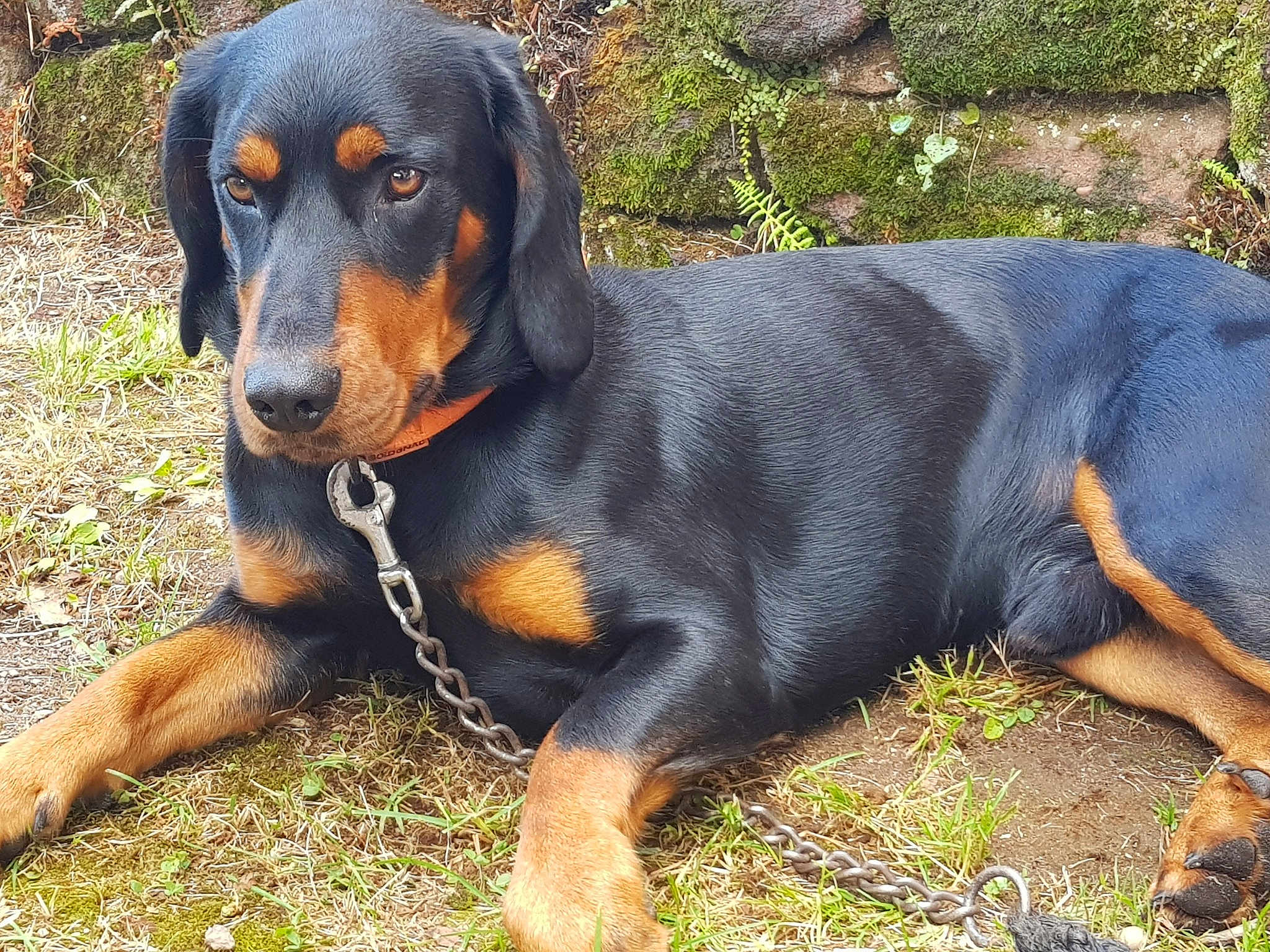 Oxo