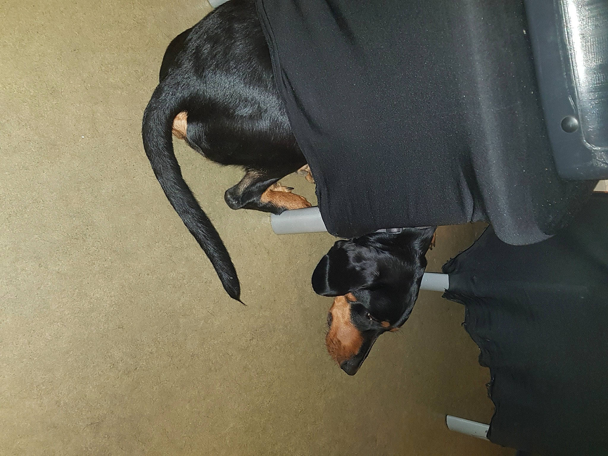 Oxo a rejoint le concours — aidez-le/la à gagner de superbes lots ! ankle, canidae, carnivore, comfort, dog, dog_breed, fashion_accessory, foot, gesture, guard_dog, human_body, human_leg, knee, personal_protective_equipment, shadow, snout, sporting_group, tail, thigh, working_animal