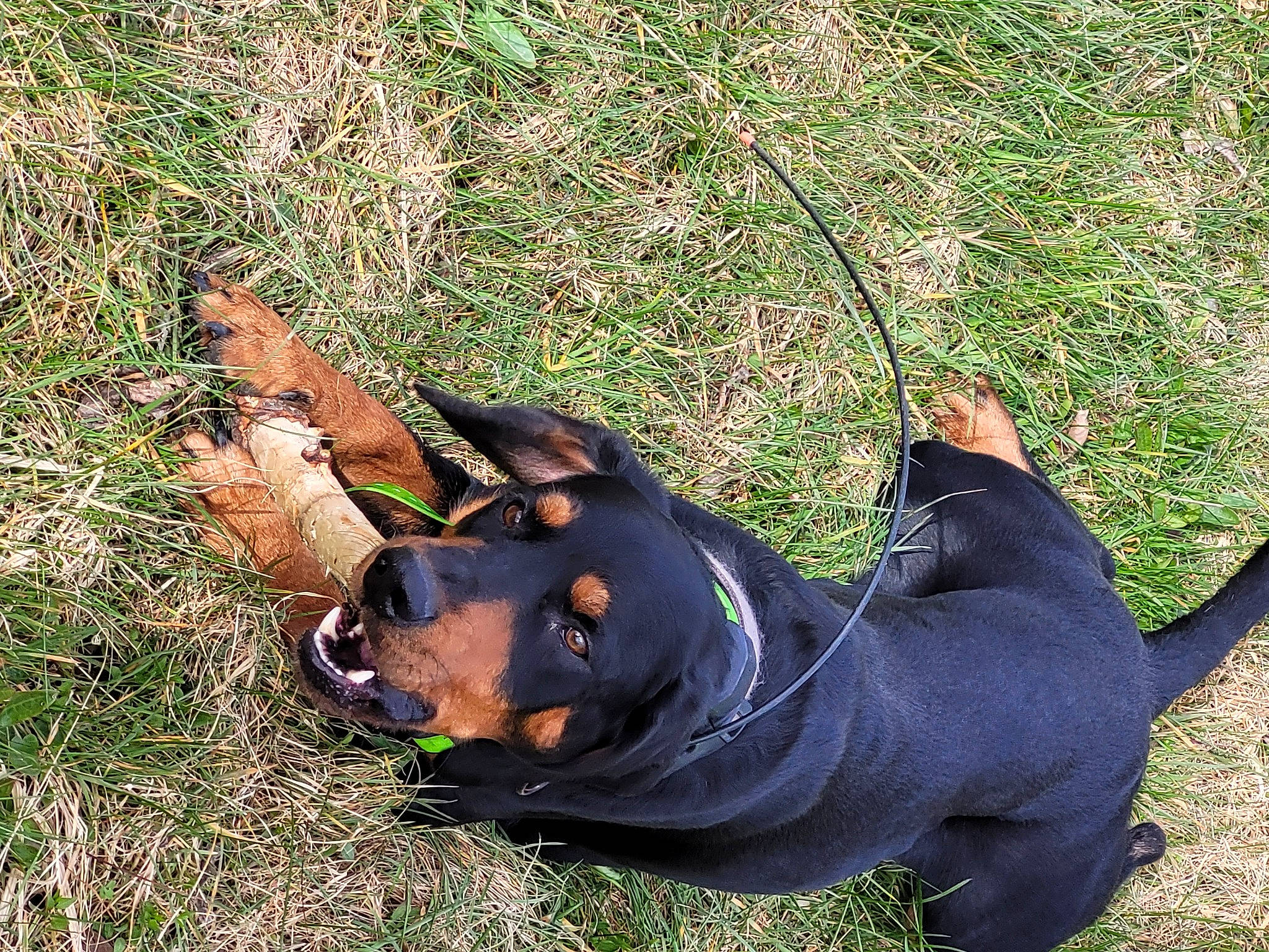 Oxo a rejoint le concours — aidez-le/la à gagner de superbes lots ! canidae, carnivore, collar, companion_dog, dobermann, dog, dog_breed, dog_collar, dog_supply, fashion_accessory, fawn, grass, hat, mammal, plant, snout, sporting_group, sunglasses, vertebrate, working_animal