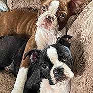 Bronson Maverick joined the competition — help win amazing prizes! dog, puppy, boston_terrier, brown_and_white, black_and_white, snuggling, blanket, cozy, ears, face, cute, pet, animal, fur, indoor, closeup, looking_at_camera, resting, companion, adorable