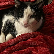 Lola participe au concours pour gagner de l'argent avec cette photo : cat, black_and_white, pet, animal, feline, whiskers, blanket, red_blanket, cozy, indoor, resting, fur, cute, domestic_animal, close_up, soft_texture, relaxed, eye_contact, comfort, home