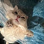Mr Darcy is registered to the contest to win money with this photo: cat, fluffy, cream_colored, pet, animal, paw, lying_down, blue_blanket, relaxed, indoor, fur, whiskers, cute, closeup, sleepy, soft, cozy, mammal, domestic, feline