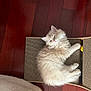 kitten, cat, fluffy, cardboard_scratch, toy, yellow_ball, wooden_floor, pet, indoor, relaxed, feline, playful, cute, fur, animal, resting, cozy, home, small, sleepy
