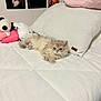 Mr Darcy is registered to the contest to win money with this photo: kitten, cat, bed, pillow, plush_toy, stuffed_animal, white_bedspread, posters, wall_art, cozy, indoor, cute, feline, soft_texture, resting, young_animal, fluffy, pet, bedroom, decor