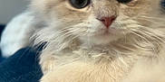 Mr Darcy is registered to the contest to win money with this photo: kitten, cat, close_up, fluffy, cream_colored, cute, pet, fur, whiskers, nose, eyes, animal, indoor, soft, young, portrait, feline, curious, domestic_cat, mammal