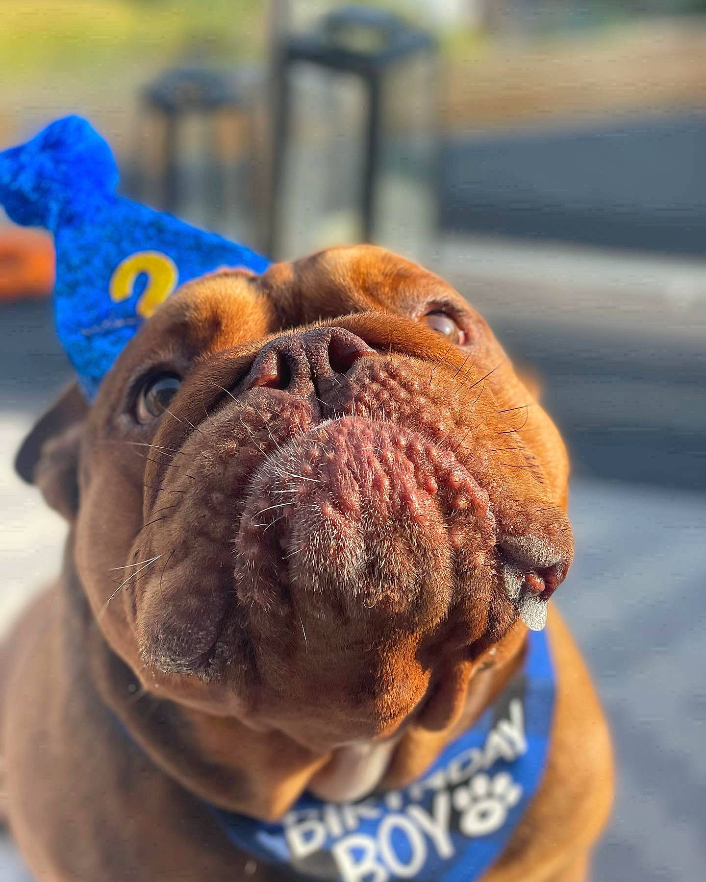 Humphrey joined the competition — help win amazing prizes! ancient_dog_breeds, blue, bulldog, carnivore, collar, companion_dog, dog, dog_breed, dog_collar, dog_supply, electric_blue, fawn, fur, leash, liver, snout, sporting_group, working_animal, working_dog, wrinkle