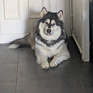 Polka a rejoint le concours — aidez-le/la à gagner de superbes lots ! dog, husky, siberian_husky, fluffy, black_and_white, pet, animal, sitting, portrait, tongue_out, ears, paws, fur, indoors, hallway, door, tiled_floor, home, cute, looking_at_camera