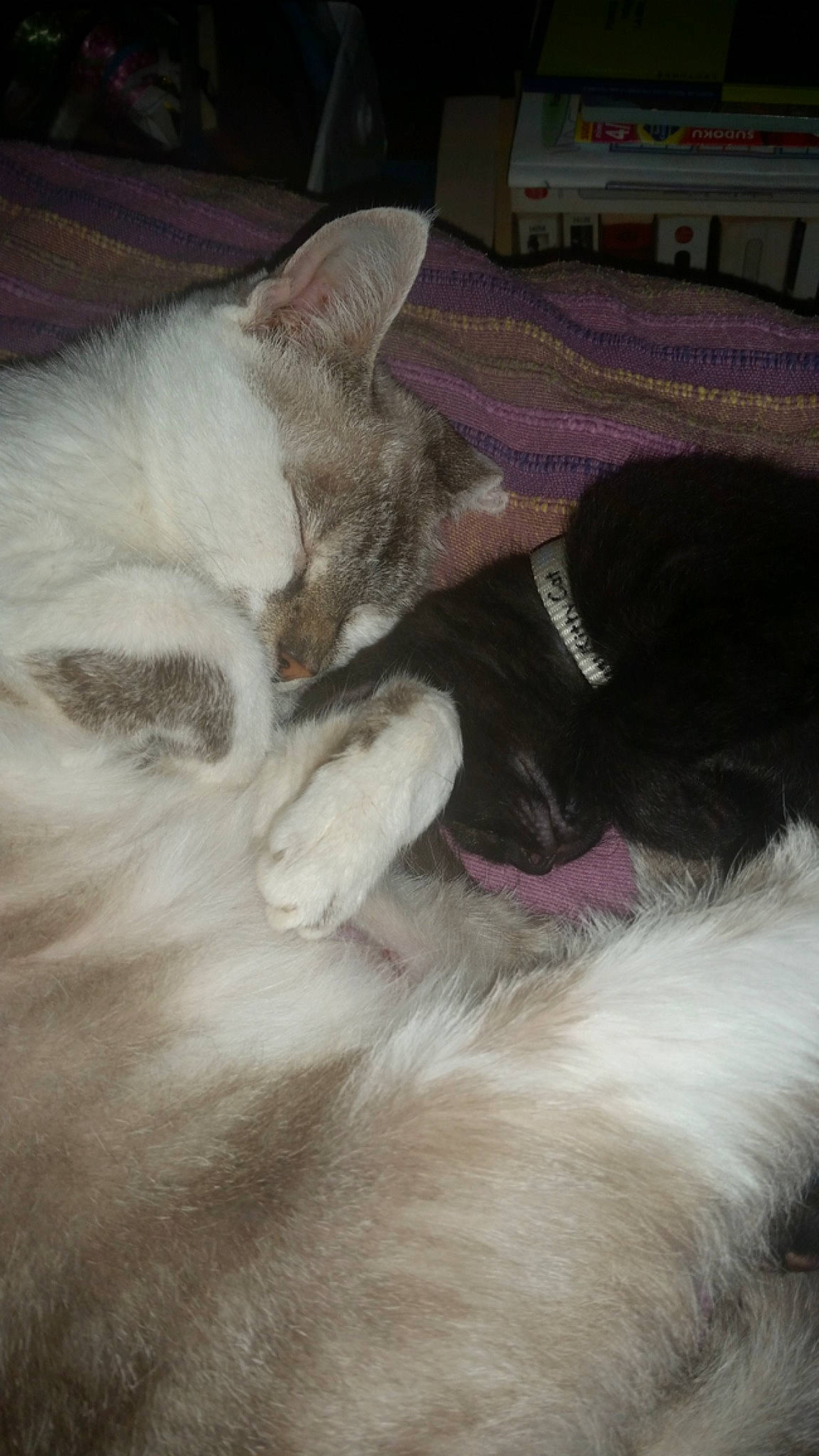 Pumba participe au concours pour gagner de l'argent avec cette photo : carnivore, cat, domestic_long_haired_cat, ear, fawn, felidae, fur, kitten, nap, norwegian_forest_cat, paw, persian, polydactyl_cat, ragamuffin, ragdoll, small_to_medium_sized_cats, tail, turkish_angora, turkish_van, whiskers