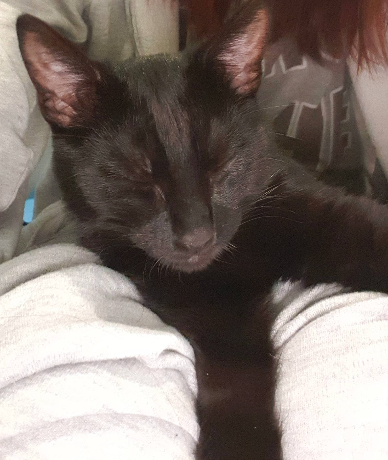 Pumba a rejoint le concours — aidez-le/la à gagner de superbes lots ! asian, black_and_white, black_cat, carnivore, cat, domestic_short_haired_cat, ear, felidae, fur, german_rex, javanese, kitten, mammal, nap, oriental_longhair, small_to_medium_sized_cats, snout, tail, tonkinese, whiskers