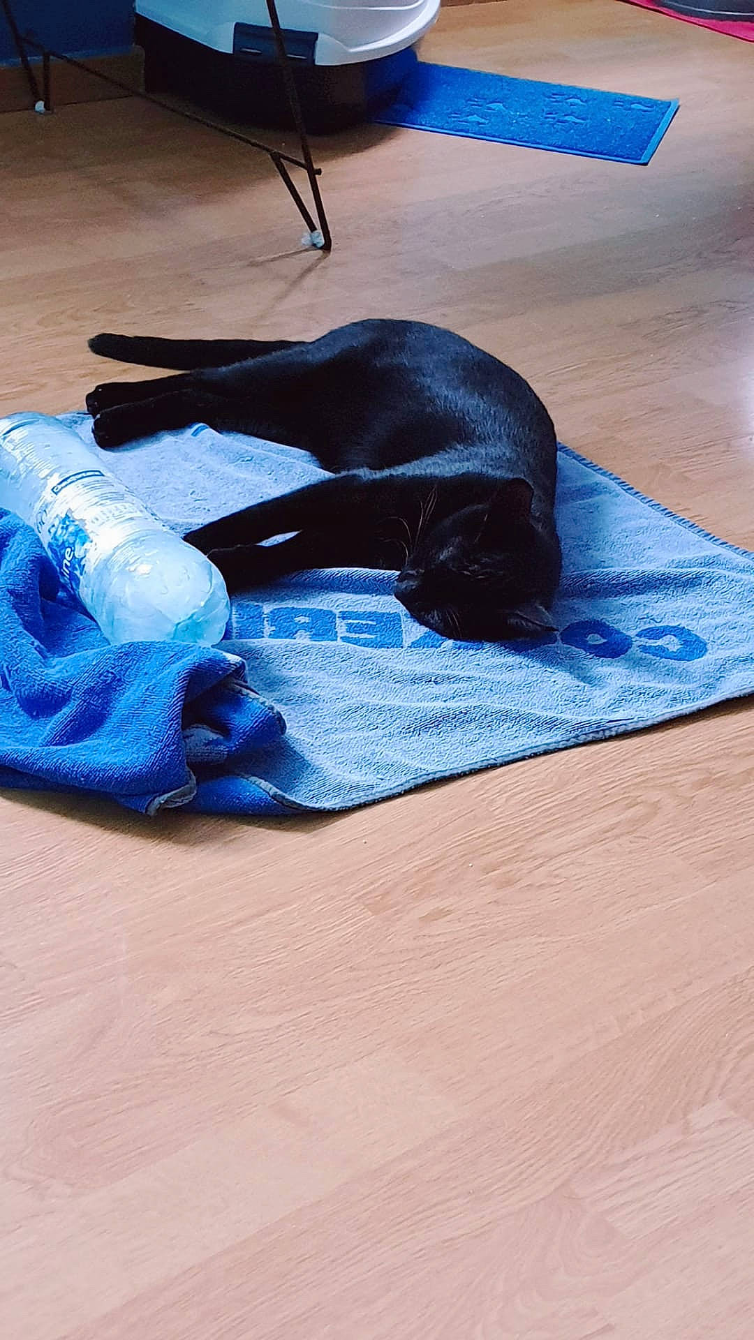 Pumba participe au concours pour gagner de l'argent avec cette photo : blue, canidae, floor, flooring, hardwood, laminate_flooring, sporting_group, tile, wood, wood_flooring