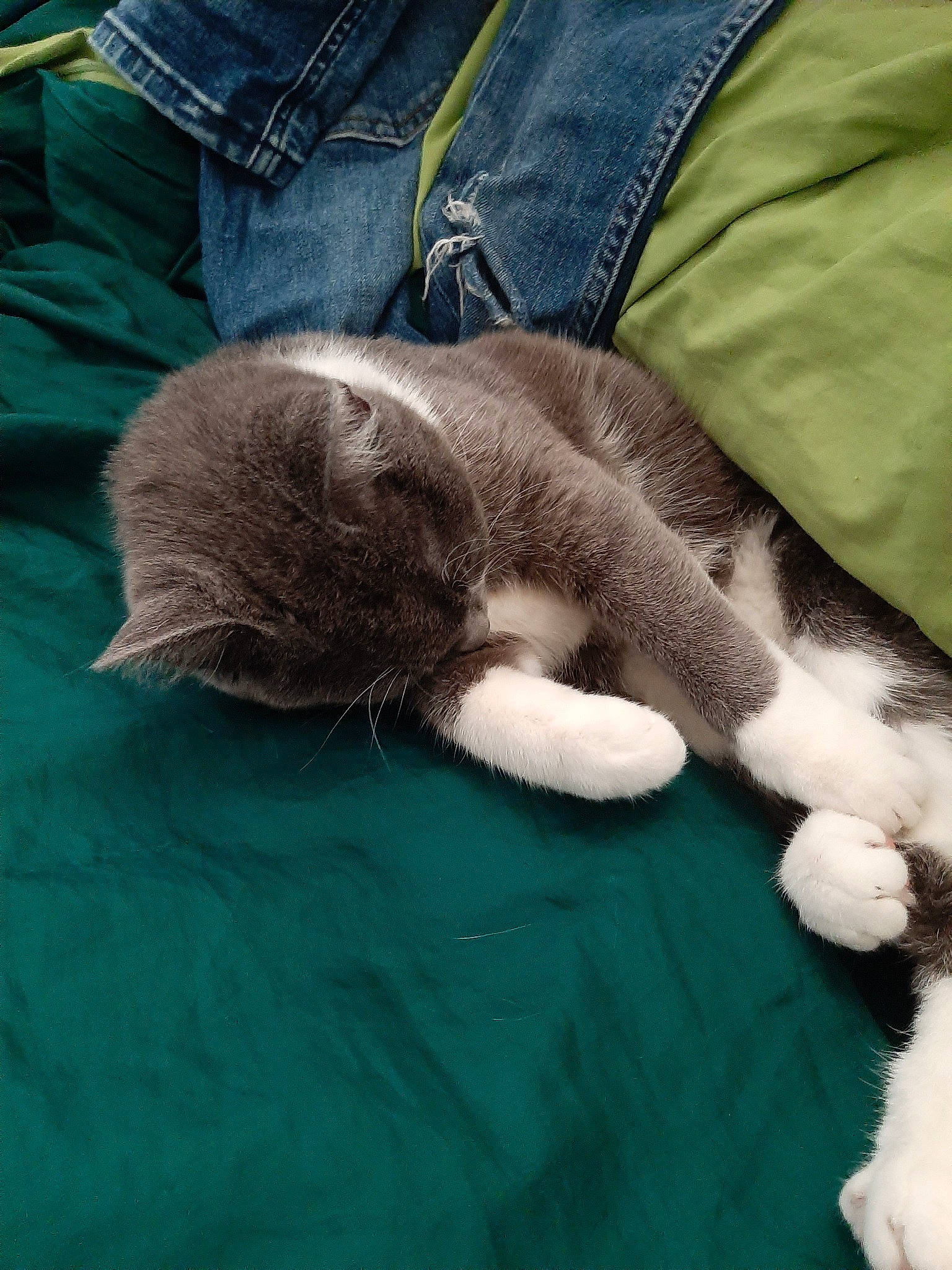 Mew participe au concours pour gagner de l'argent avec cette photo : carnivore, cat, claw, domestic_short_haired_cat, european_shorthair, felidae, fur, kitten, nap, paw, polydactyl_cat, sleep, small_to_medium_sized_cats, tail, whiskers