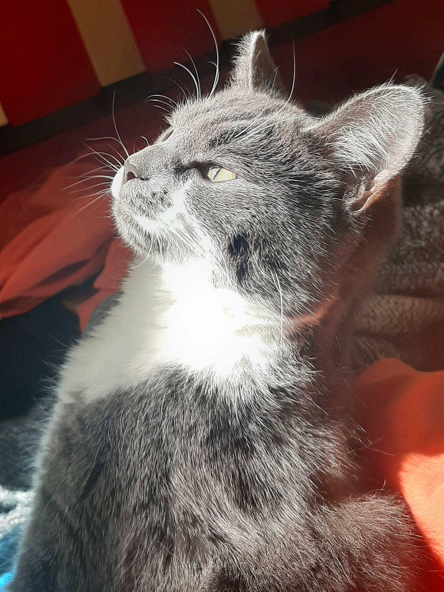 Mew participe au concours pour gagner de l'argent avec cette photo : asian, carnivore, cat, chartreux, domestic_short_haired_cat, ear, felidae, kitten, mammal, nebelung, russian_blue, small_to_medium_sized_cats, snout, whiskers