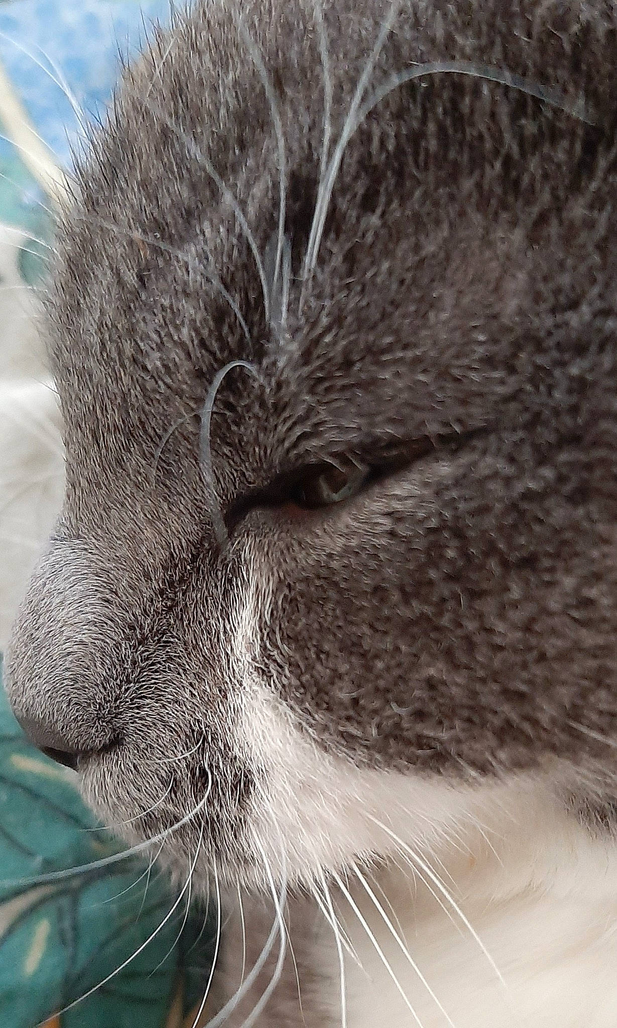 Mew participe au concours pour gagner de l'argent avec cette photo : carnivore, cat, close_up, ear, eye, felidae, fur, head, macro_photography, nose, photography, small_to_medium_sized_cats, snout, whiskers