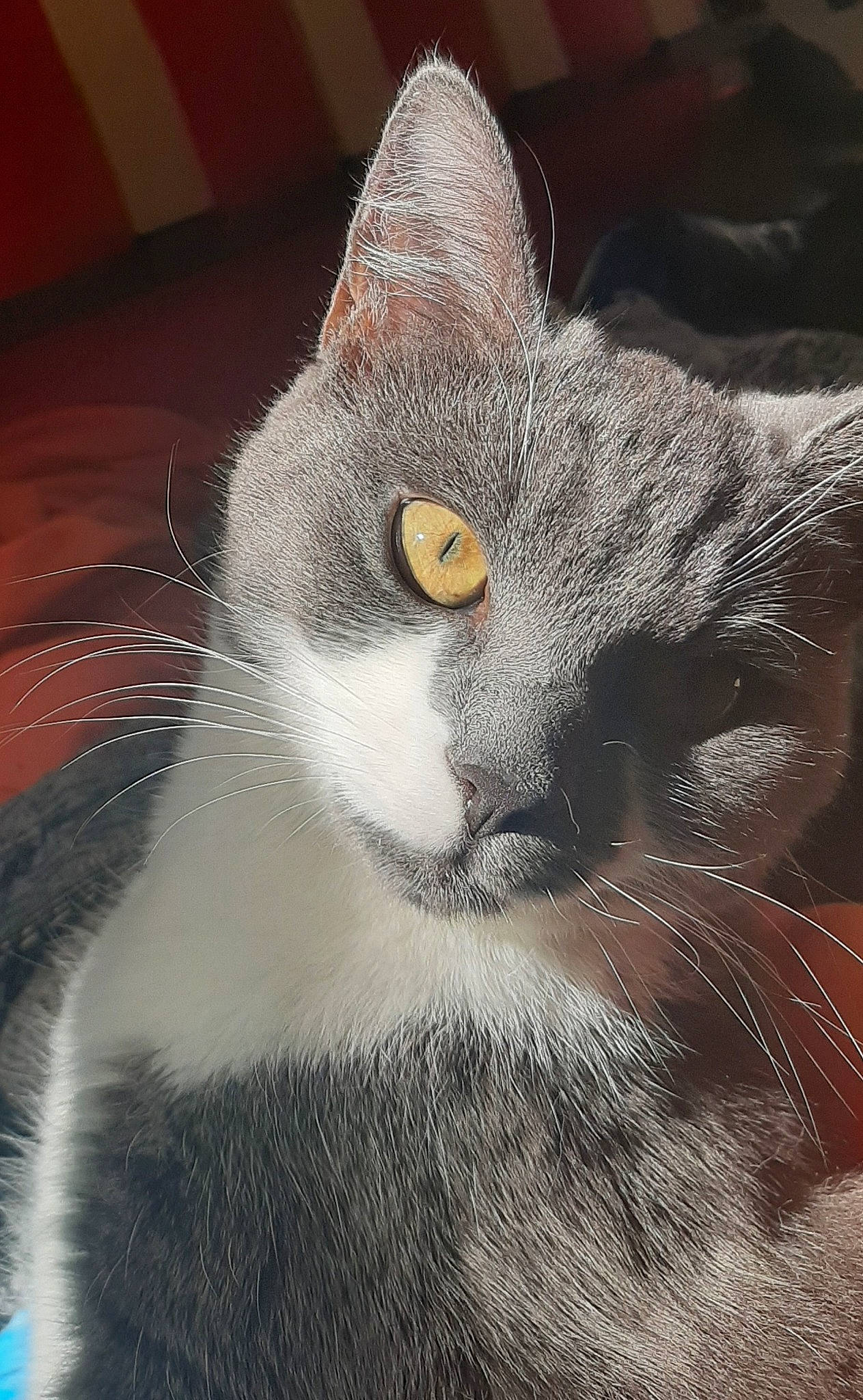 Mew participe au concours pour gagner de l'argent avec cette photo : american_wirehair, asian, british_shorthair, carnivore, cat, chartreux, close_up, domestic_short_haired_cat, ear, european_shorthair, eye, felidae, fur, kitten, nose, sky, small_to_medium_sized_cats, snout, tabby_cat, whiskers