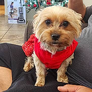 Tilly joined the competition — help win amazing prizes! dog, small_dog, pet, red_clothing, christmas_tree, holiday_decorations, ornaments, indoor, person, hand, lap, couch, floor_tiles, vacuum_cleaner_box, festive, cute, animal, fur, seated, holiday