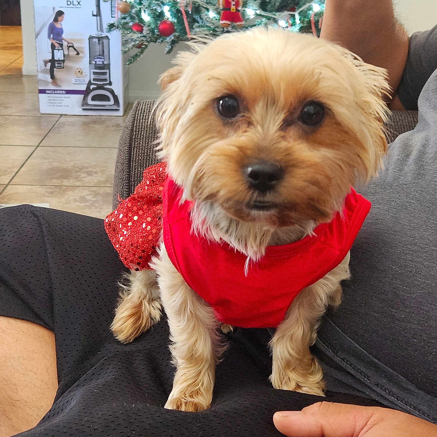 Tilly joined the competition — help win amazing prizes! dog, small_dog, pet, red_clothing, christmas_tree, holiday_decorations, ornaments, indoor, person, hand, lap, couch, floor_tiles, vacuum_cleaner_box, festive, cute, animal, fur, seated, holiday