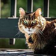 Mufasa is registered to the contest to win money with this photo: cat, tabby, green_eyes, animal, pet, feline, fur, sunlight, outdoor, bench, resting, close_up, portrait, whiskers, ears, collar, nature, daylight, relaxing, background_blur