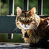 cat, tabby, green_eyes, animal, pet, feline, fur, sunlight, outdoor, bench, resting, close_up, portrait, whiskers, ears, collar, nature, daylight, relaxing, background_blur