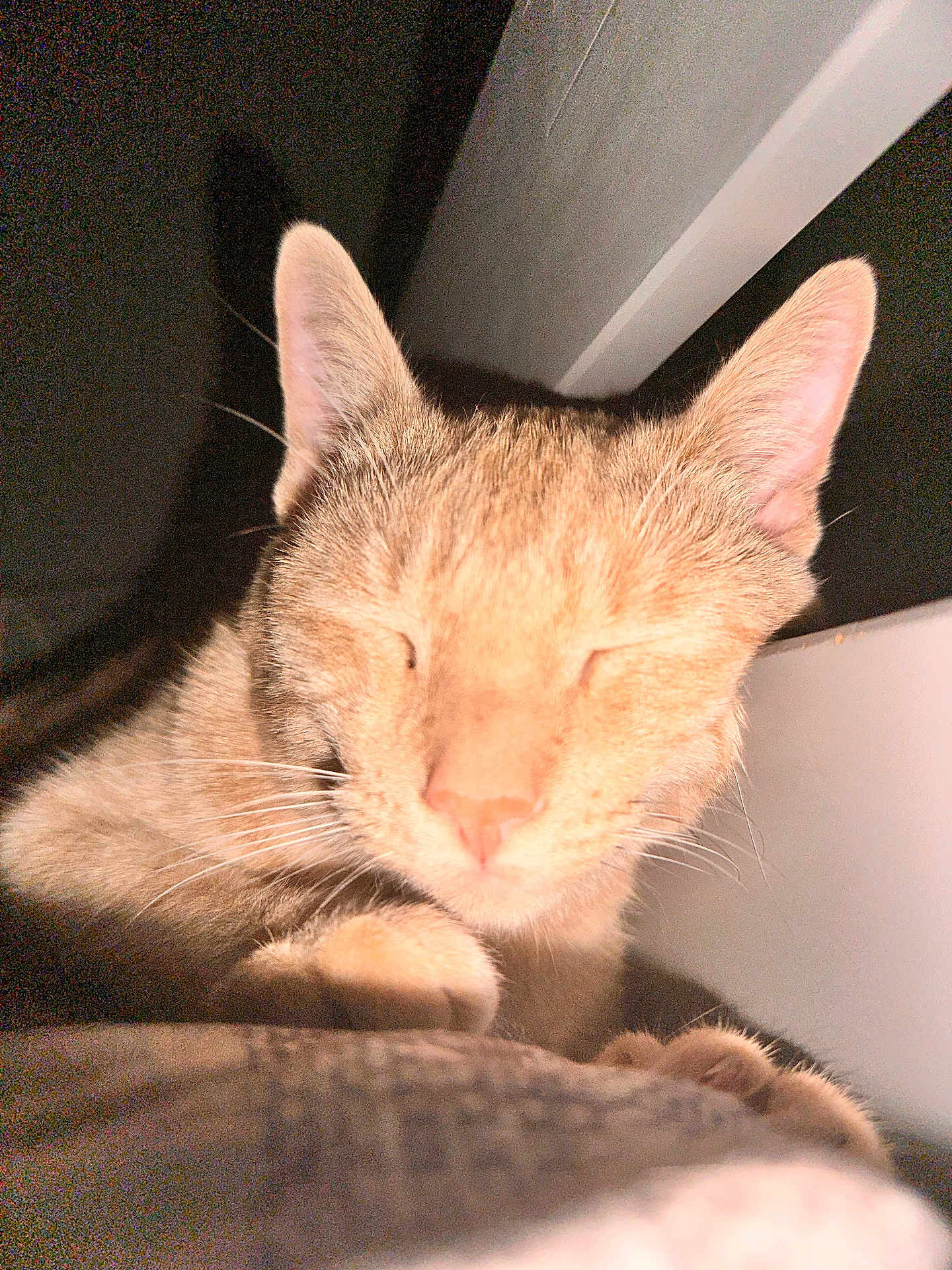 Kiki