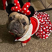 Lyla is registered to the contest to win money with this photo: dog, costume, red, polka_dot, minnie_mouse, pet, carpet, indoor, cute, animal, dress, ears, headwear, small_dog, french_bulldog, looking_up, floor, adorable, portrait, pet_clothing