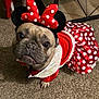 dog, costume, red, polka_dot, minnie_mouse, pet, carpet, indoor, cute, animal, dress, ears, headwear, small_dog, french_bulldog, looking_up, floor, adorable, portrait, pet_clothing