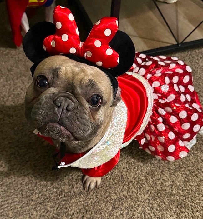 Lyla is registered to the contest to win money with this photo: dog, costume, red, polka_dot, minnie_mouse, pet, carpet, indoor, cute, animal, dress, ears, headwear, small_dog, french_bulldog, looking_up, floor, adorable, portrait, pet_clothing
