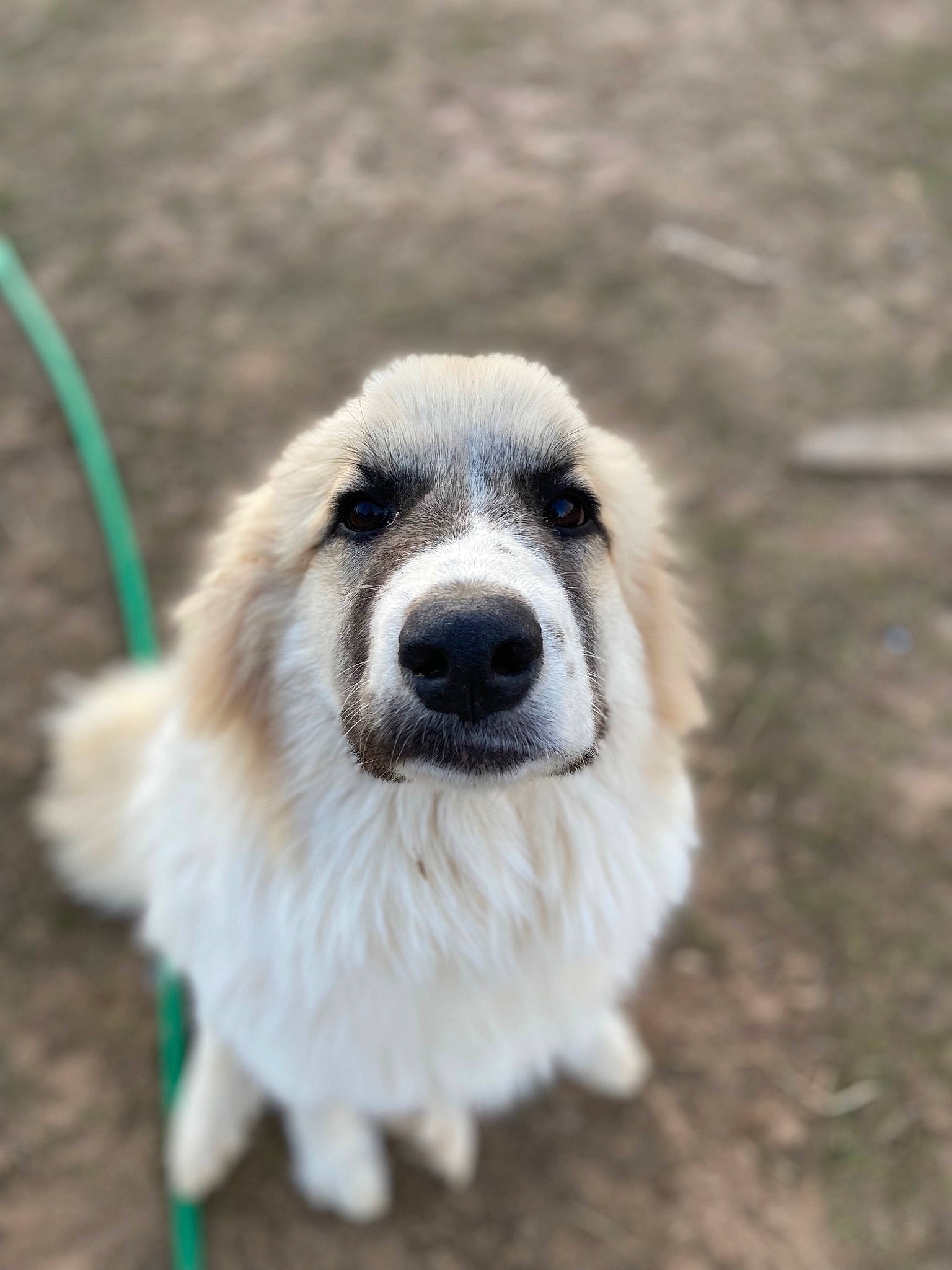 Ella joined the competition — help win amazing prizes! ancient_dog_breeds, canidae, carnivore, companion_dog, dog, dog_breed, fawn, fur, grass, livestock_guardian_dog, non_sporting_group, paw, puppy, sled_dog, sporting_group, street_dog, terrestrial_animal, whiskers, working_animal, working_dog