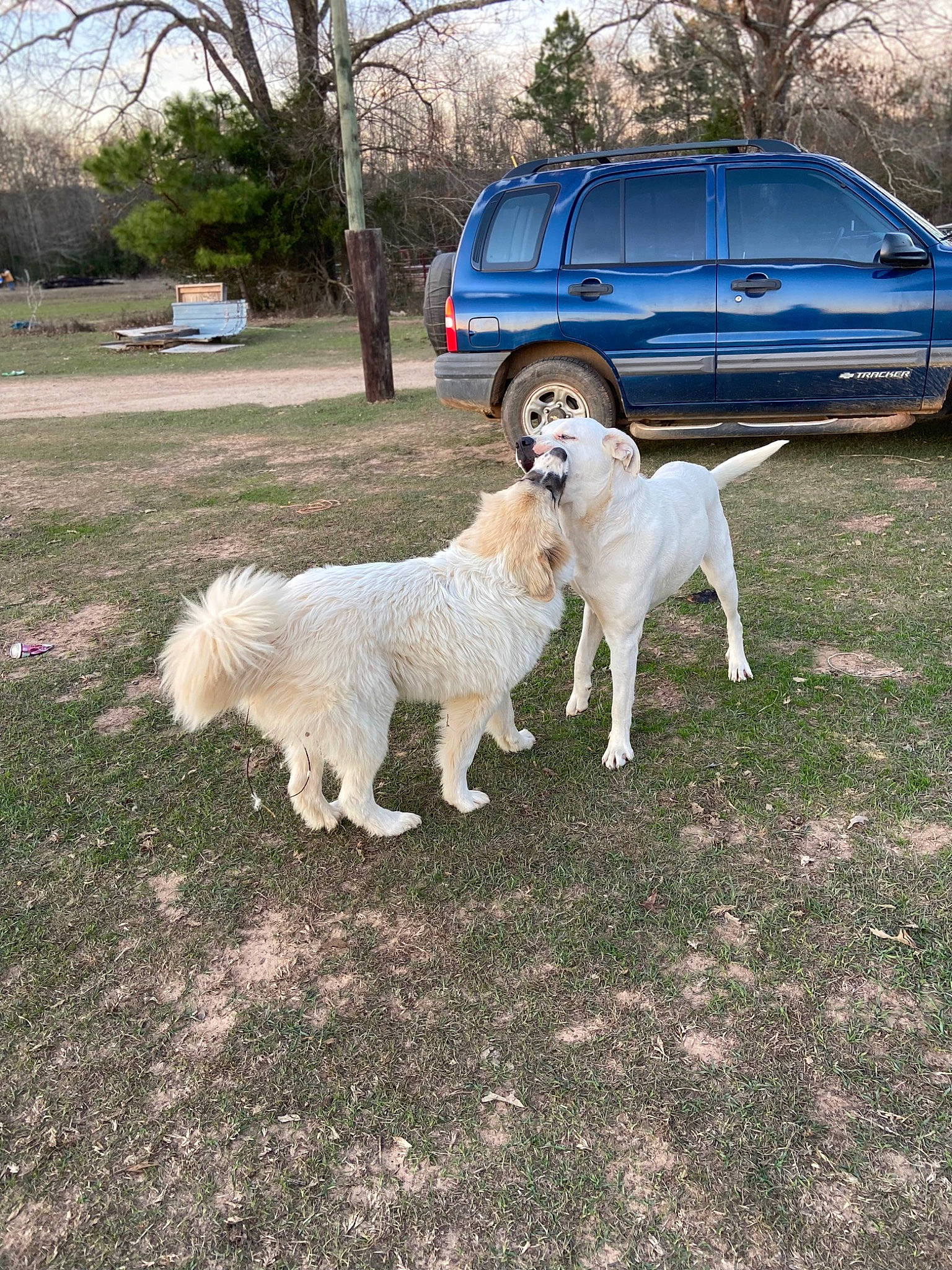 Ella is registered to the contest to win money with this photo: automotive_carrying_rack, automotive_exterior, car, carnivore, companion_dog, dog, dog_breed, fawn, grass, land_vehicle, plant, tail, tire, tree, van, vehicle, vehicle_door, wheel, window, working_animal
