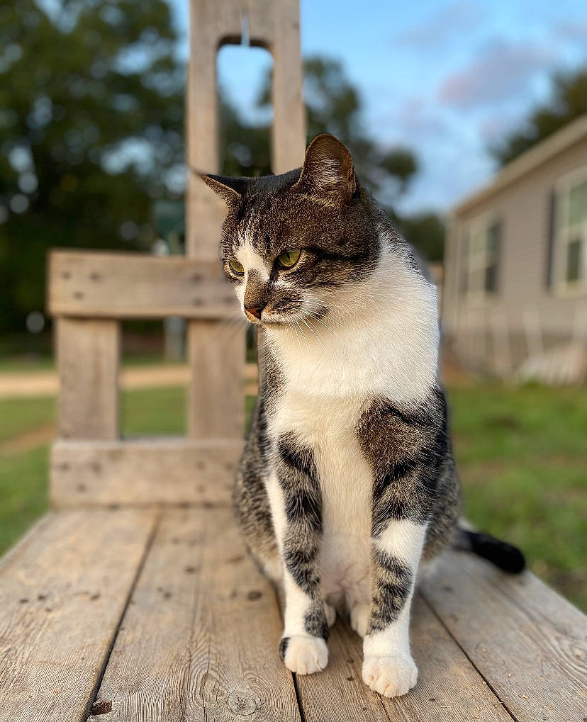 Fitz is registered to the contest to win money with this photo: building, carnivore, cat, domestic_short_haired_cat, felidae, flooring, fur, grass, hardwood, paw, plant, sitting, sky, small_to_medium_sized_cats, tail, terrestrial_animal, tree, whiskers, window, wood