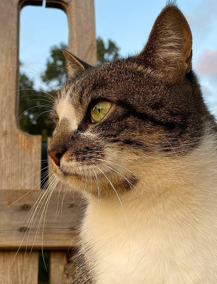 Fitz joined the competition — help win amazing prizes! carnivore, cat, domestic_short_haired_cat, fawn, felidae, fur, grass, plant, reflection, sky, small_to_medium_sized_cats, snout, terrestrial_animal, tree, whiskers, wildlife, window, wood