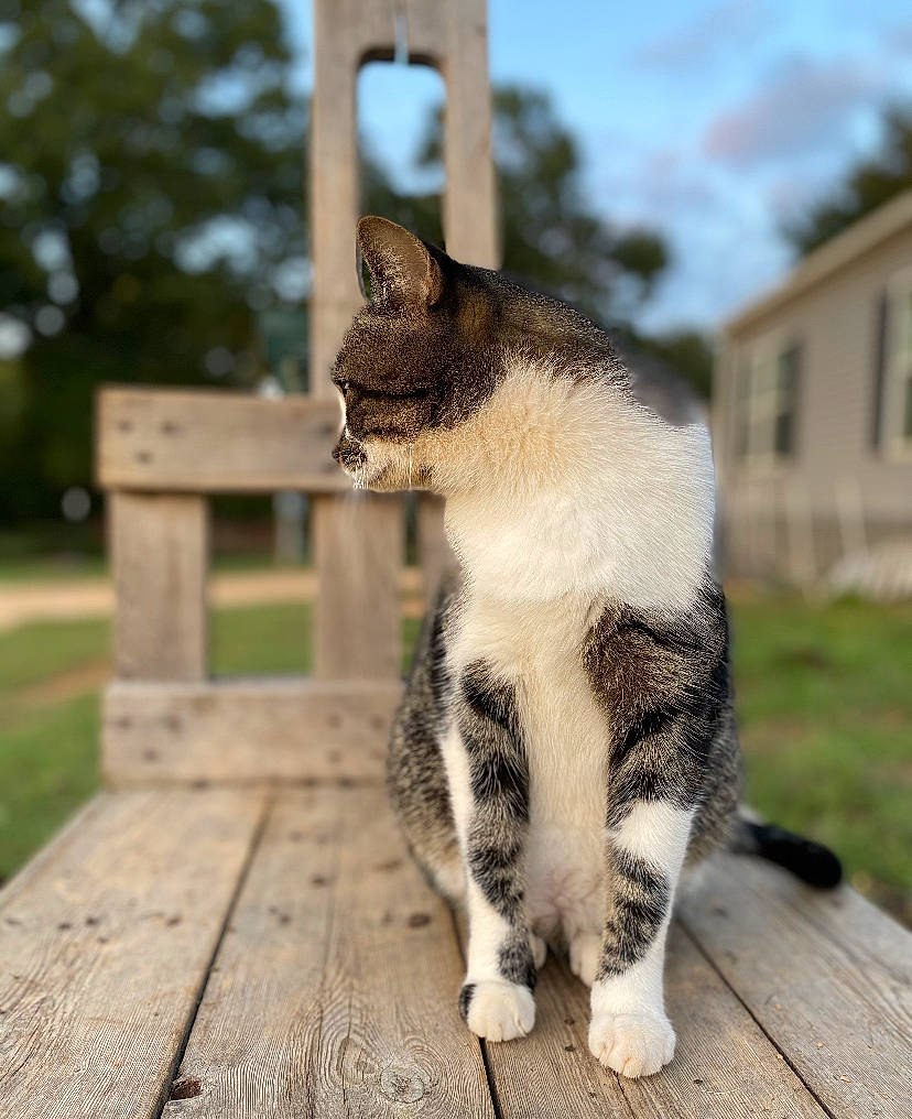 Fitz joined the competition — help win amazing prizes! building, carnivore, cat, cloud, domestic_short_haired_cat, felidae, fur, grass, plant, roof, sky, small_to_medium_sized_cats, snout, tail, terrestrial_animal, tree, whiskers, wildlife, window, wood