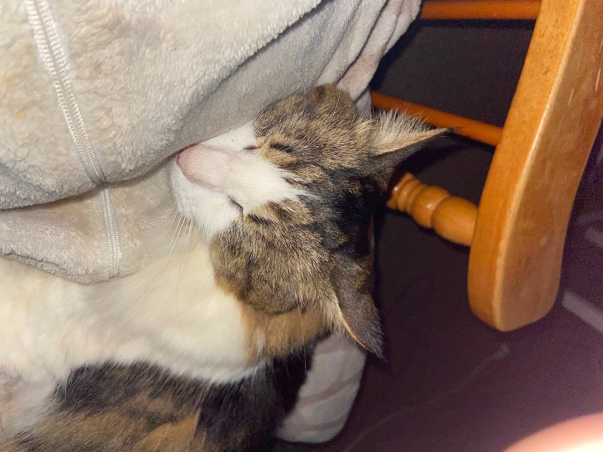 Bob is registered to the contest to win money with this photo: carnivore, cat, chair, claw, comfort, domestic_short_haired_cat, felidae, fur, gesture, human_leg, nap, paw, sleep, small_to_medium_sized_cats, tail, whiskers, wood