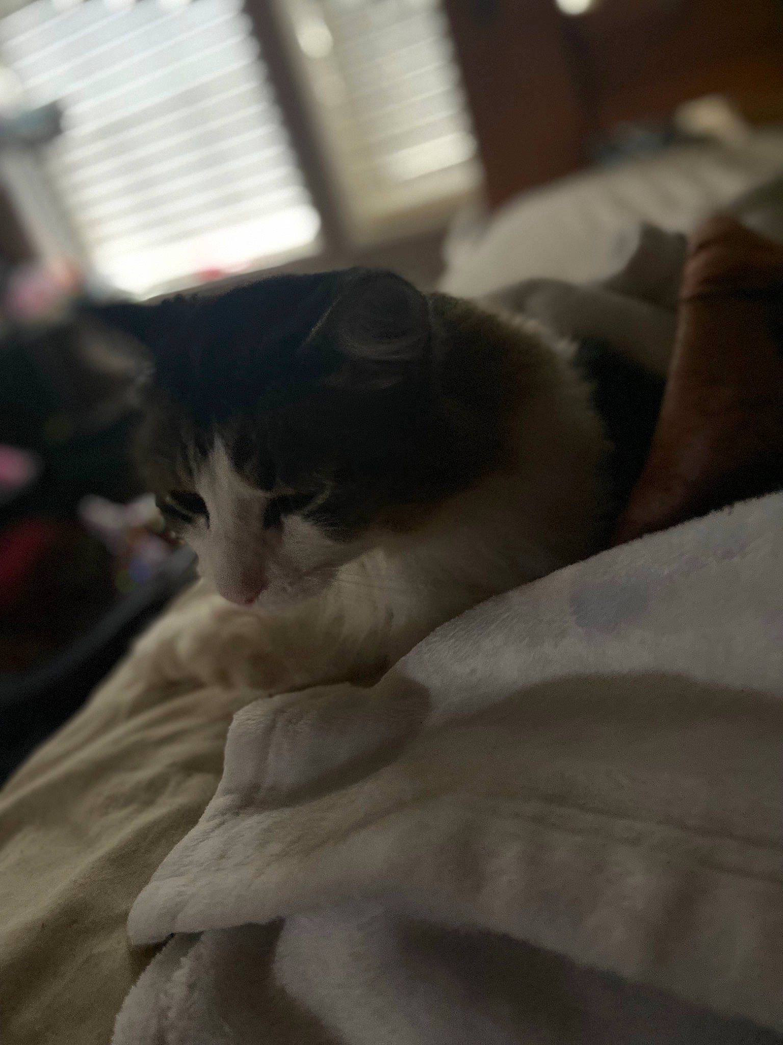 Bob is registered to the contest to win money with this photo: bedding, carnivore, cat, claw, comfort, domestic_short_haired_cat, felidae, fur, linens, monochrome_photography, nap, room, sleep, small_to_medium_sized_cats, snout, whiskers