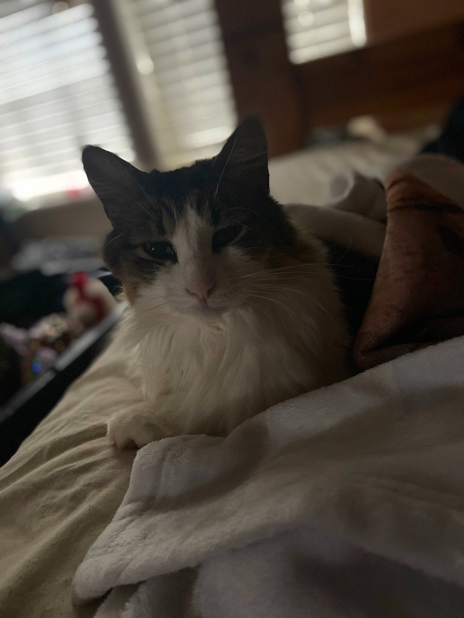 Bob is registered to the contest to win money with this photo: carnivore, cat, comfort, domestic_short_haired_cat, felidae, fur, linens, room, small_to_medium_sized_cats, snout, whiskers, window, wood