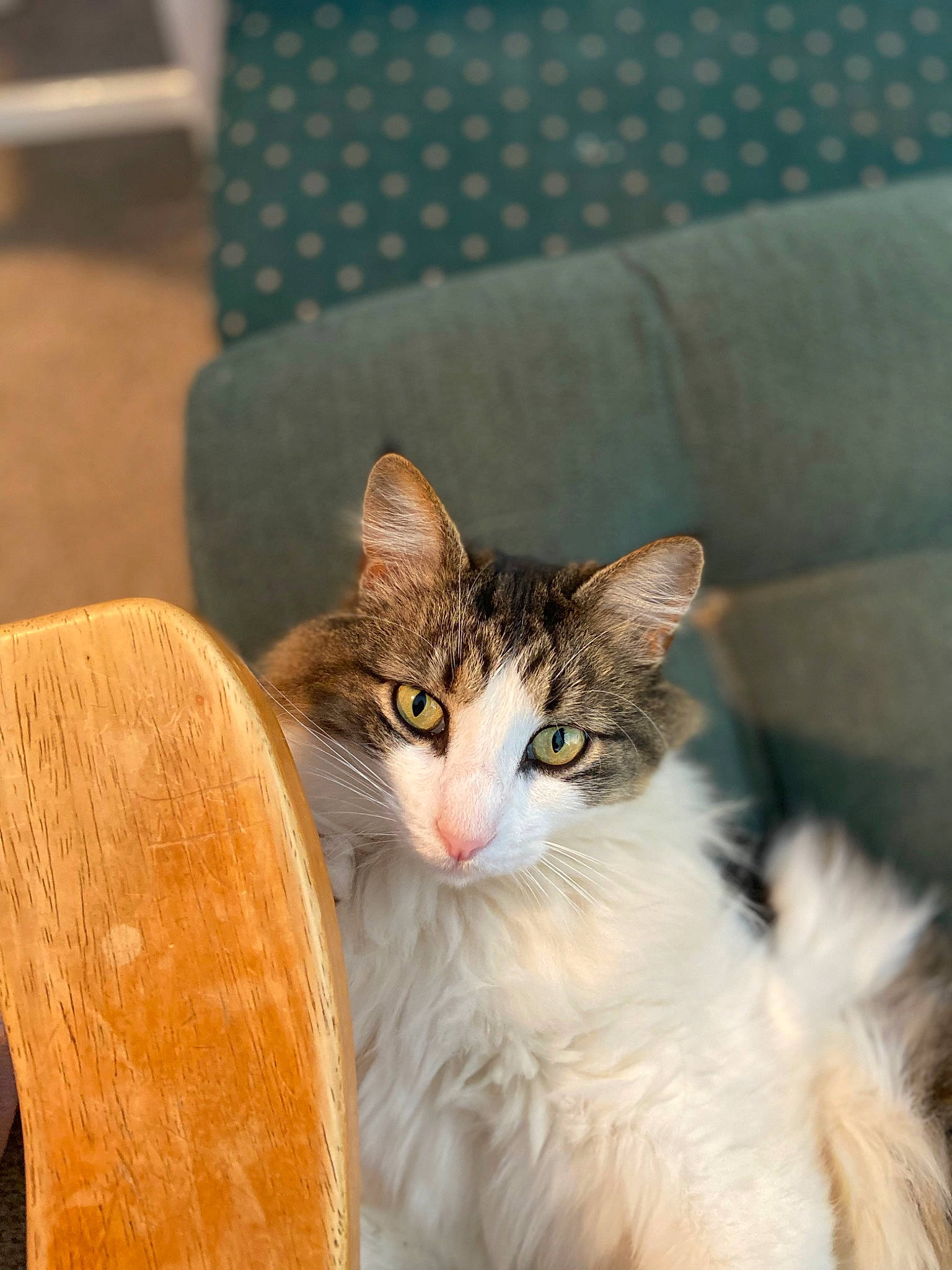 Bob joined the competition — help win amazing prizes! carnivore, cat, claw, comfort, couch, domestic_short_haired_cat, fawn, felidae, fur, hardwood, paw, plant, sitting, small_to_medium_sized_cats, snout, terrestrial_animal, tree, whiskers, wood