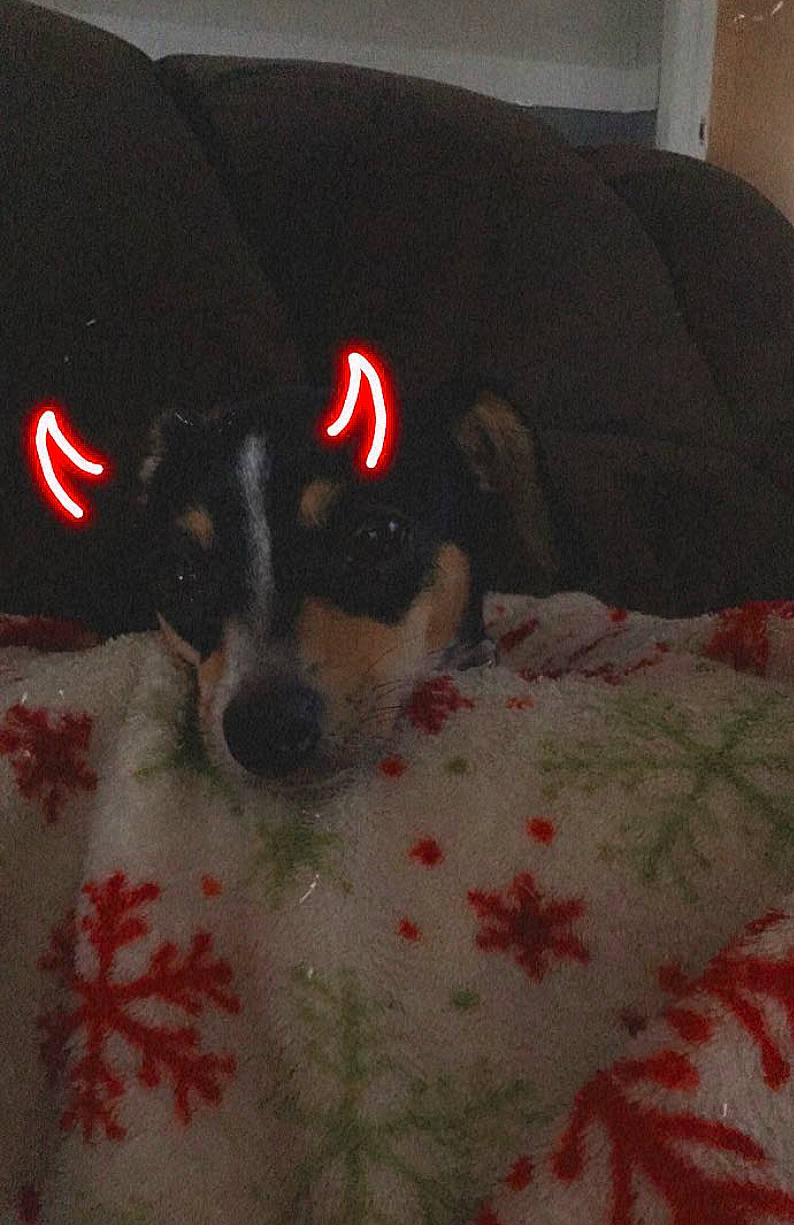 Rocket is registered to the contest to win money with this photo: bed, canidae, carmine, carnivore, comfort, companion_dog, couch, dog, dog_breed, dog_supply, flooring, fur, linens, pattern, paw, room, snout, sporting_group, whiskers, working_animal