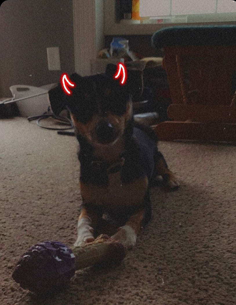 Rocket joined the competition — help win amazing prizes! carnivore, chair, chihuahua, companion_dog, dog, dog_breed, dog_clothes, dog_supply, fawn, floor, flooring, fur, paw, pet_supply, snout, sporting_group, tail, toy_dog, whiskers, working_animal