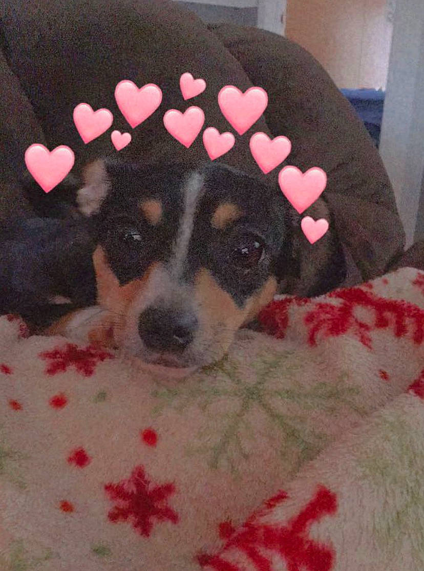 Rocket is registered to the contest to win money with this photo: carnivore, cavalier_king_charles_spaniel, comfort, companion_dog, dog, dog_bed, dog_breed, dog_supply, flooring, fur, pattern, paw, puppy_love, snout, spaniel, sporting_group, terrestrial_animal, terrier, toy_dog, working_animal