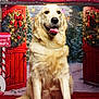 golden_retriever, dog, christmas, holiday, festive, north_pole, wreath, lights, snow, red_carpet, tongue_out, smiling, decorations, mailbox, winter, tree, door, background, celebration, animal
