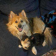 Tinkerbell joined the competition — help win amazing prizes! animal, blanket, calico_cat, cat, companion, couch, cozy, dog, domestic, ears, friendship, fur, furniture, happy, indoor, pet, relaxed, smiling_dog, tail, toy