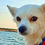 dog, chihuahua, pet, portrait, closeup, water, ocean, boat, collar, tag, fur, nose, eyes, ears, sky, waves, outdoor, sunset, nature, calm
