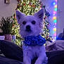 Ange participe au concours pour gagner de l'argent avec cette photo : dog, small_dog, white_dog, bandana, christmas_tree, holiday_lights, ornament, bokeh, indoor, cozy, couch, pillow, plant, decorations, star_tree_topper, portrait, sitting, festive, pet_tag, evening_lighting