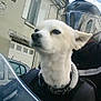 Ange participe au concours pour gagner de l'argent avec cette photo : dog, motorcycle, helmet, rider, street, buildings, sky, car, windshield, collar, white_fur, portrait, travel, outdoor, urban, window, visor, motion, pet, transport
